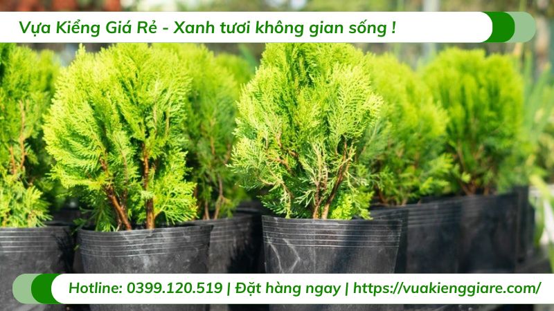 Cây thuộc bài (trắc bách diệp)
