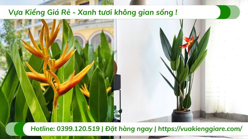 Cây chuối mỏ két (hoa thiên điểu)