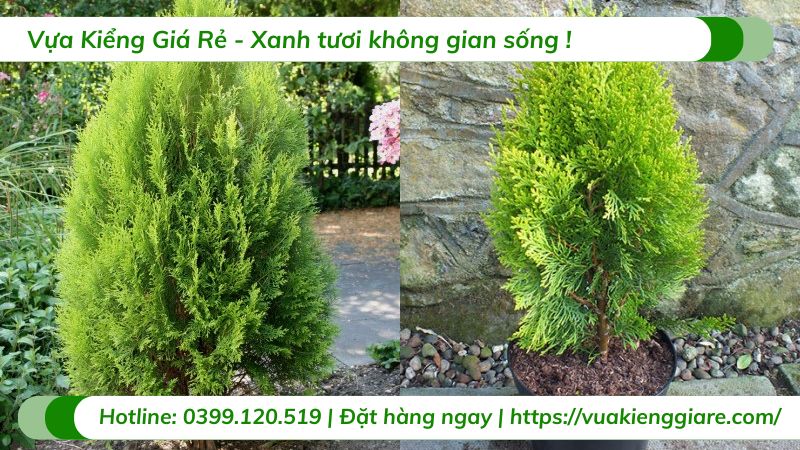 Cây thuộc bài (trắc bách diệp)