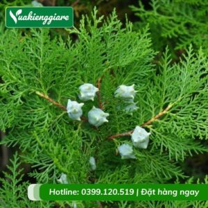 Cây thuộc bài (trắc bách diệp)