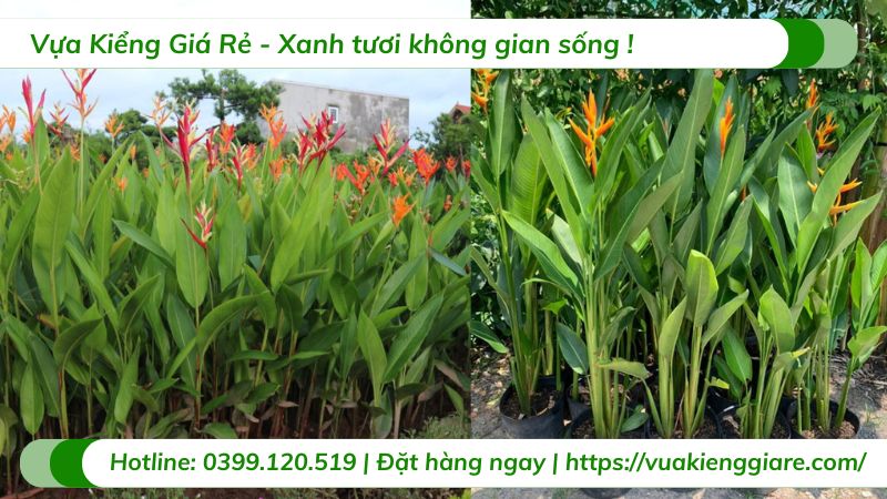 Cây chuối mỏ két (hoa thiên điểu)