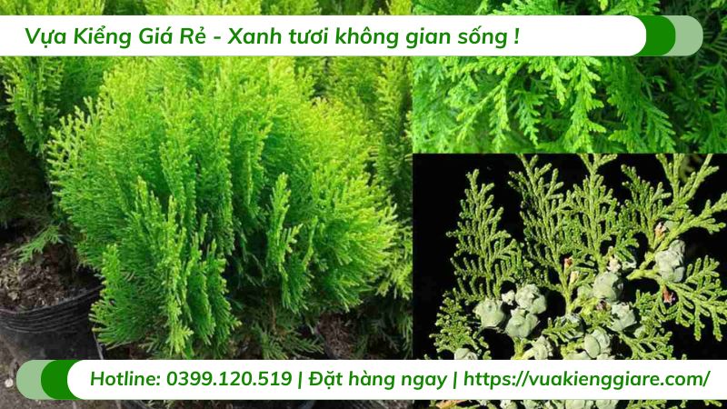 Cây thuộc bài (trắc bách diệp)