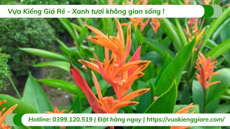Cây chuối mỏ két (hoa thiên điểu)