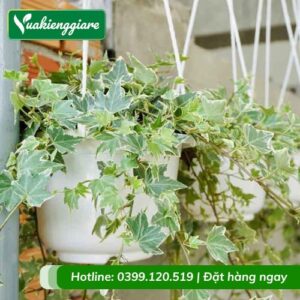 Cây thường xuân lá cẩm thạch chậu treo