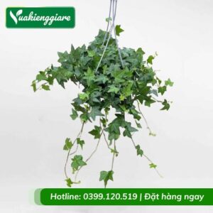 Cây thường xuân lá xanh chậu treo