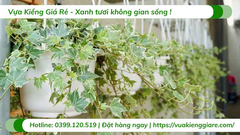 Cây thường xuân lá cẩm thạch chậu treo