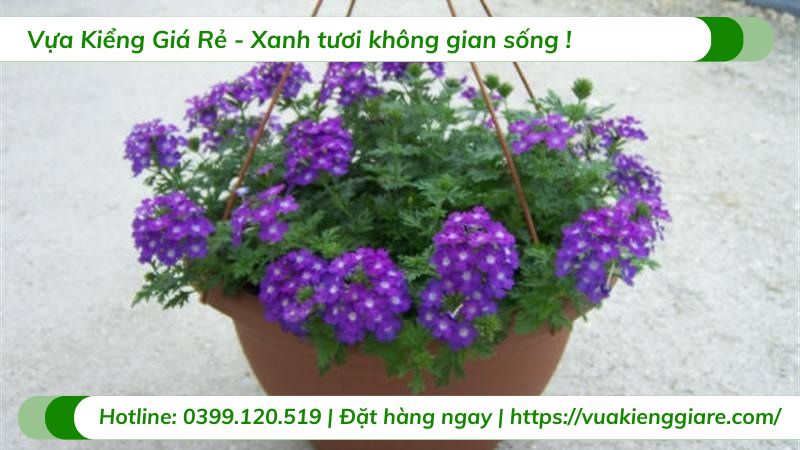 Cây cúc nữ hoàng tím