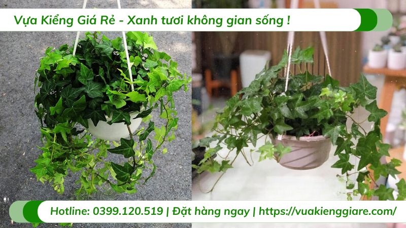 Cây thường xuân lá xanh chậu treo