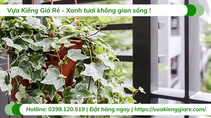 Cây thường xuân lá cẩm thạch chậu treo
