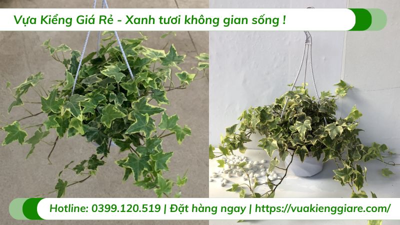 Cây thường xuân lá cẩm thạch chậu treo