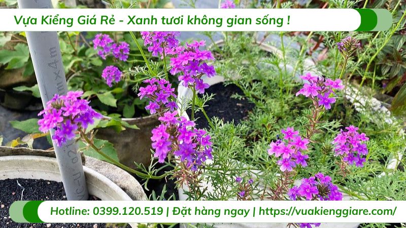 Cây cúc nữ hoàng tím