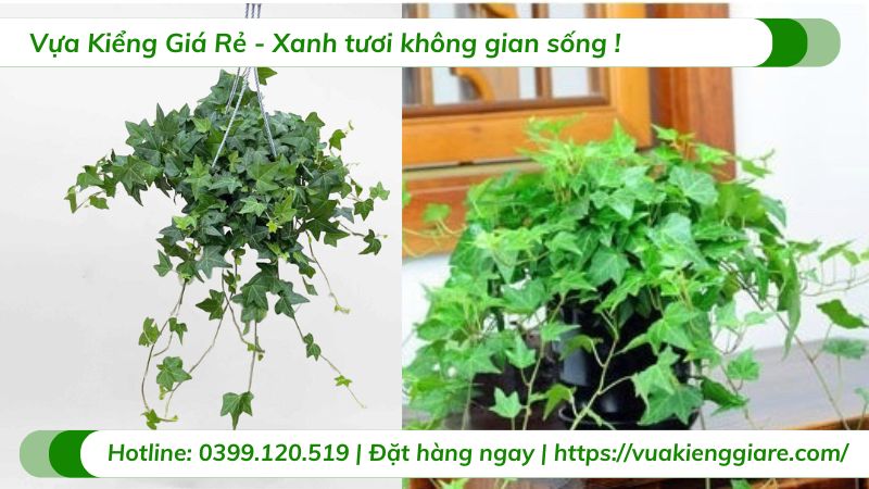Cây thường xuân lá xanh chậu treo