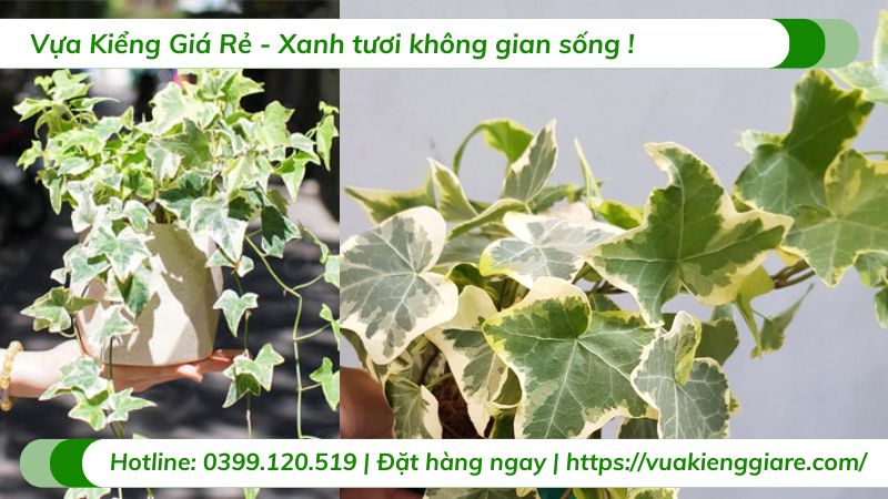 Cây thường xuân lá cẩm thạch chậu treo
