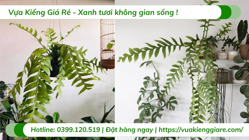 Cây quỳnh xương cá chậu treo