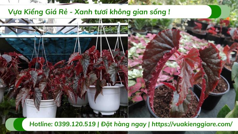 Cây thu hải đường lá đỏ chậu treo