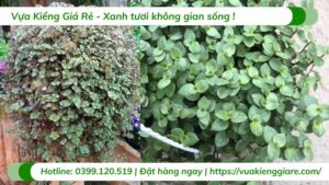 Cây tóc xù tổ ong chậu treo