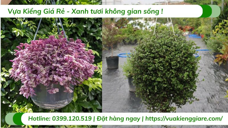 Cây tóc xù tổ ong chậu treo