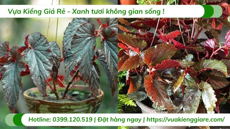 Cây thu hải đường lá đỏ chậu treo