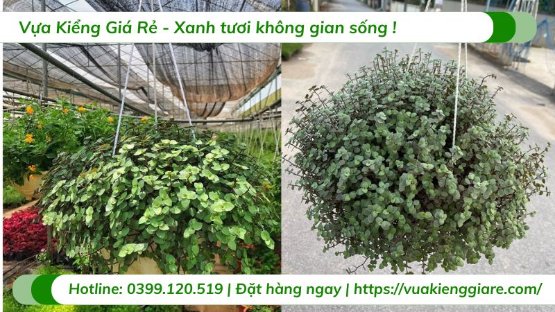 Cây tóc xù tổ ong chậu treo