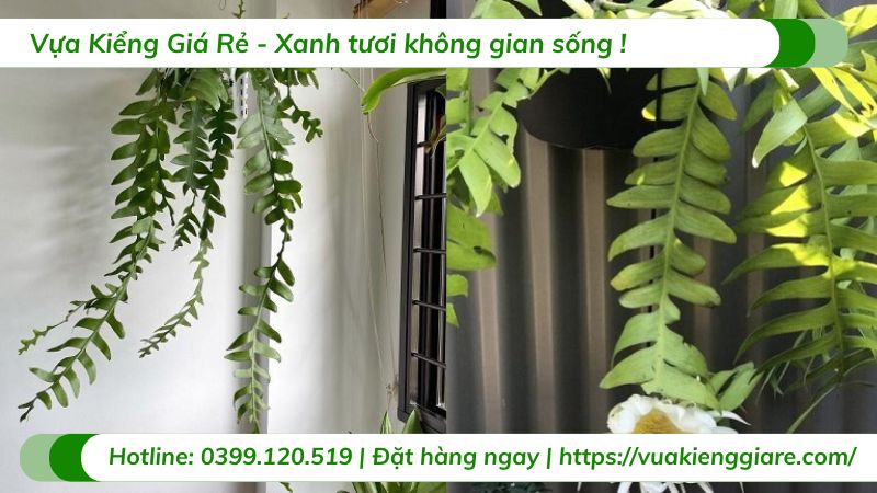Cây quỳnh xương cá chậu treo