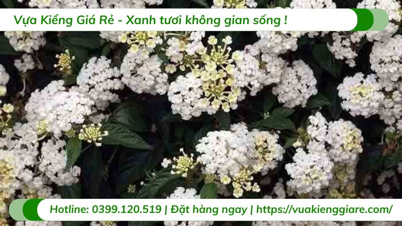 cây trâm ổi hoa trắng
