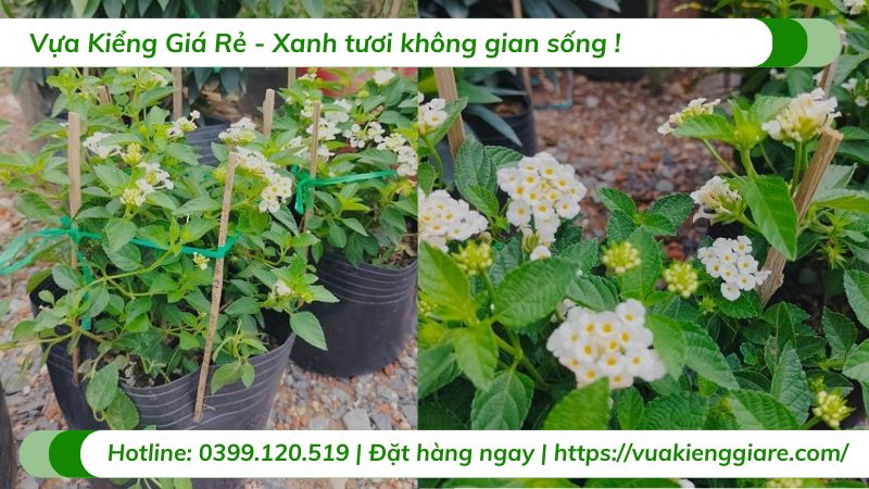 cây trâm ổi hoa trắng