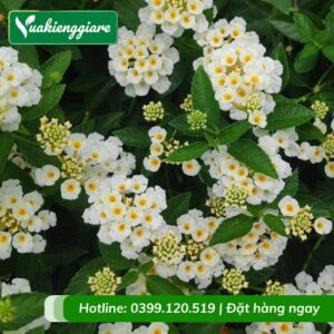 cây trâm ổi hoa trắng