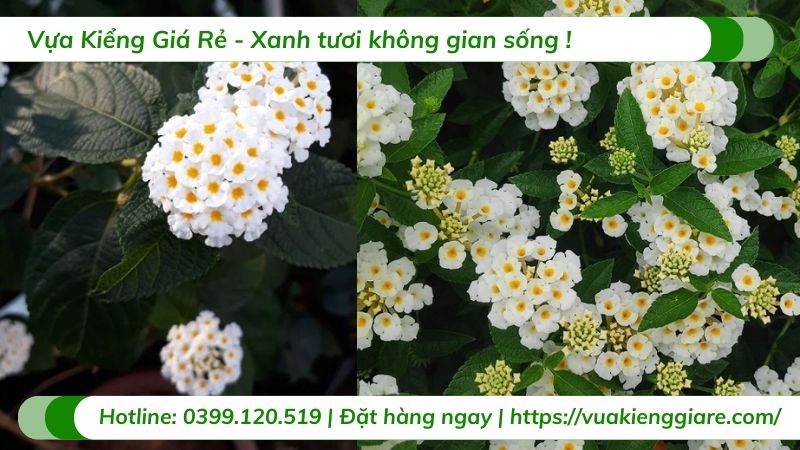 cây trâm ổi hoa trắng