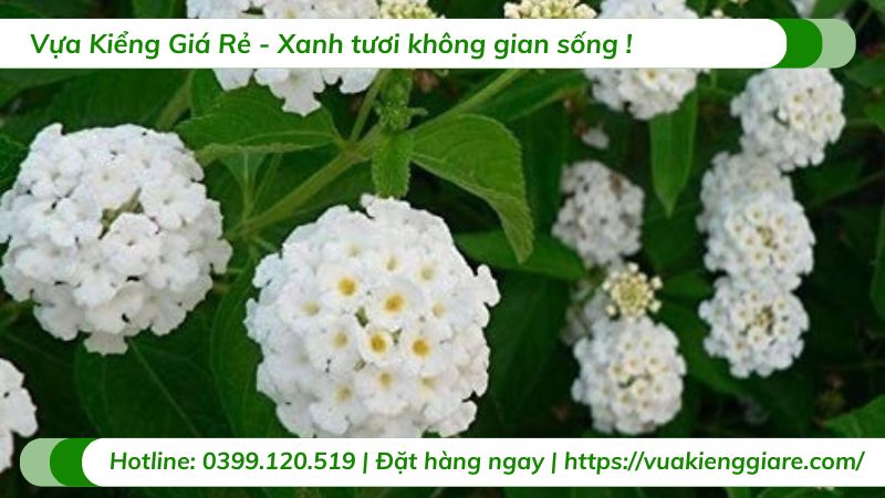 cây trâm ổi hoa trắng