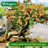 cây trâm ổi (ngũ sắc) bonsai