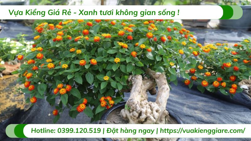 cây trâm ổi (ngũ sắc) bonsai