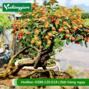 cây trâm ổi (ngũ sắc) bonsai