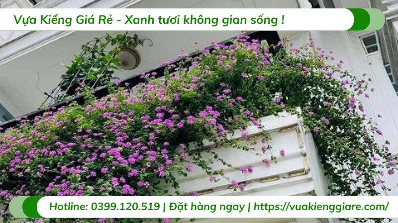 cây trâm ổi tím