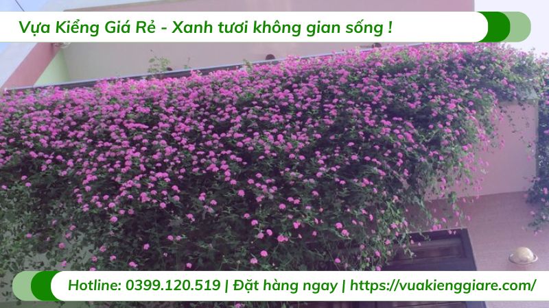 cây trâm ổi tím