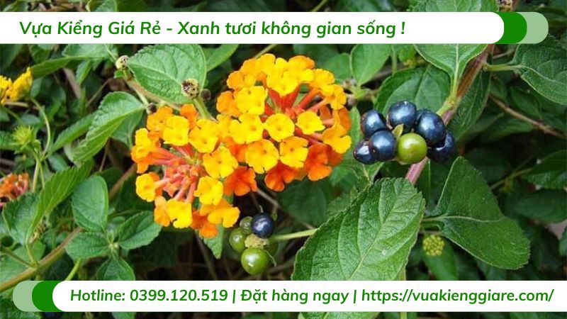 cây trâm ổi vàng