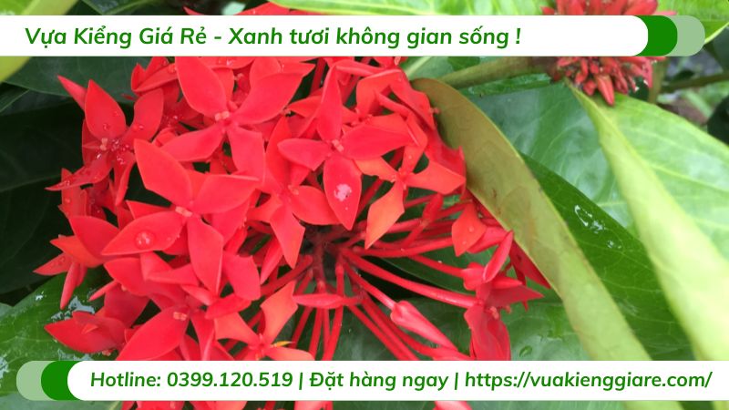 Cây trang mỹ đỏ