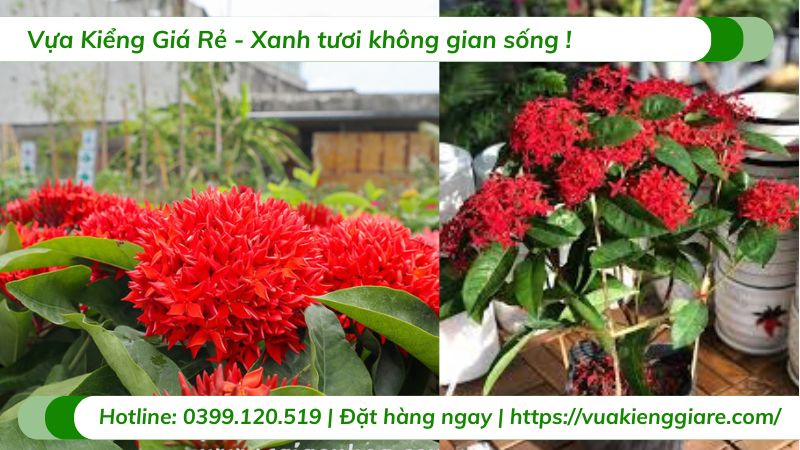 Cây trang mỹ đỏ