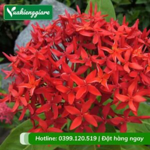 Cây trang mỹ đỏ