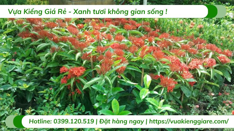 Cây trang mỹ đỏ