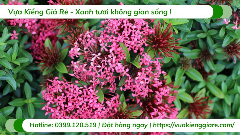 cây trang mỹ hồng