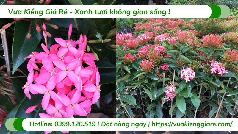 cây trang mỹ hồng