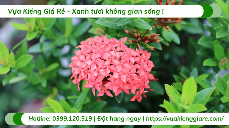 Cây trang thái đỏ