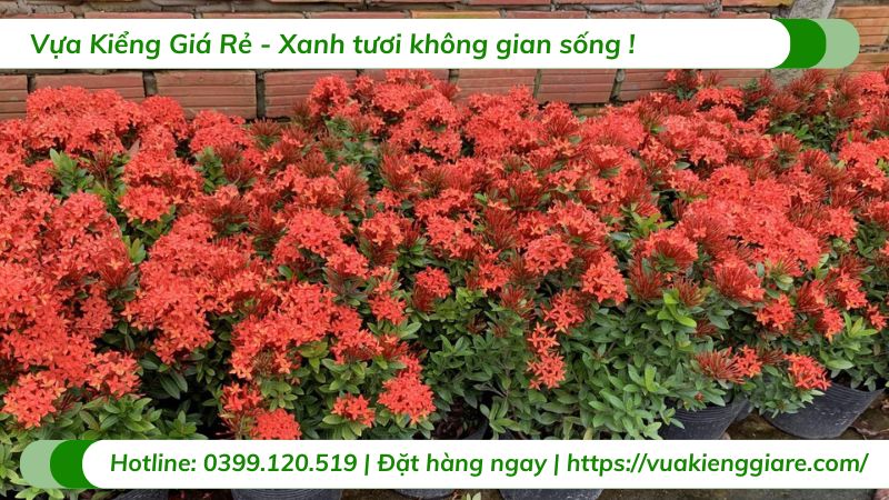 Cây trang thái đỏ