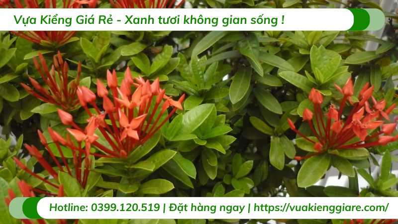 Cây trang thái đỏ