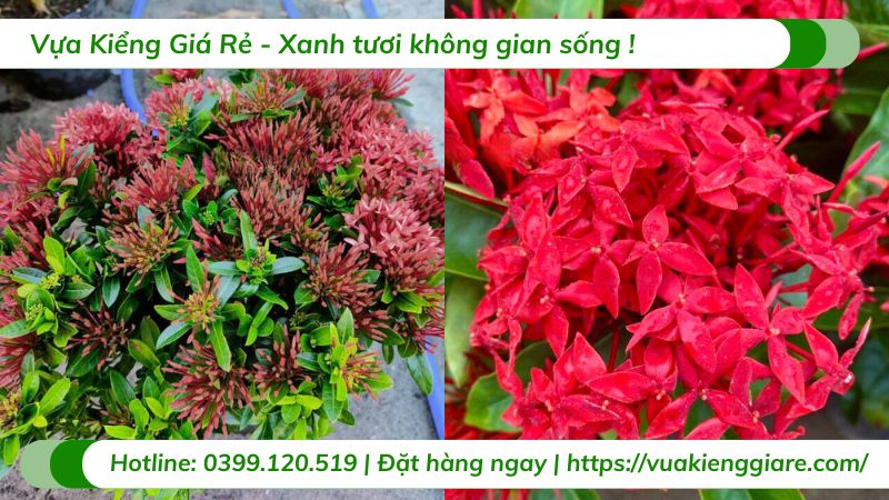 Cây trang thái đỏ