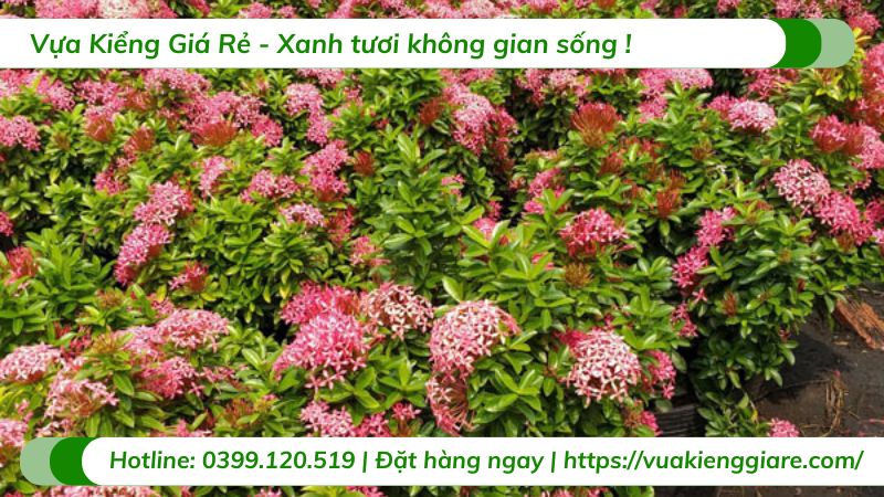 cây trang thái hồng