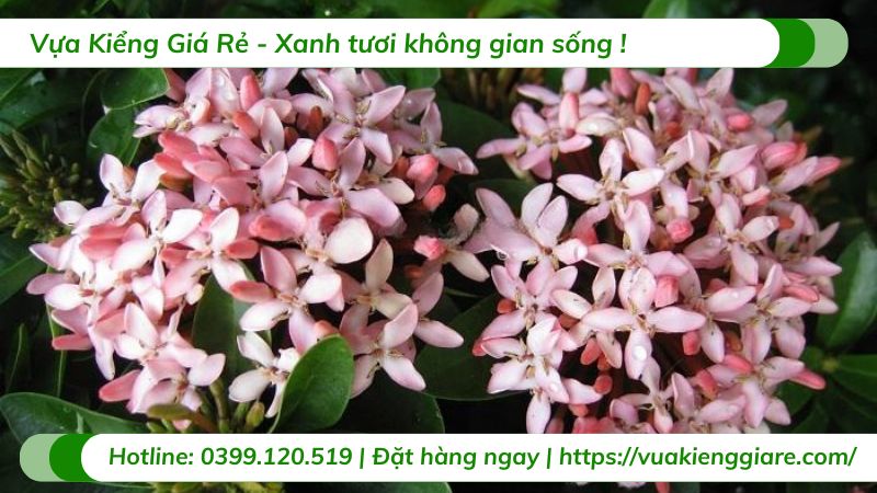 cây trang thái hồng