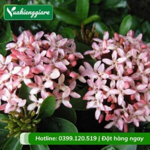 cây trang thái hồng