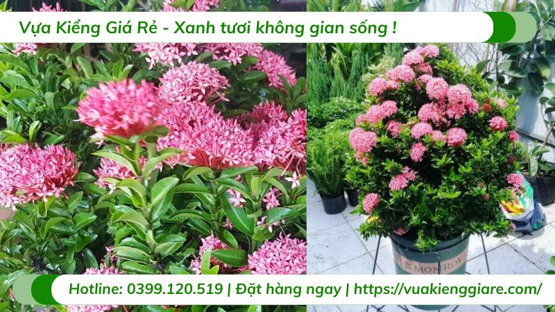 cây trang thái hồng