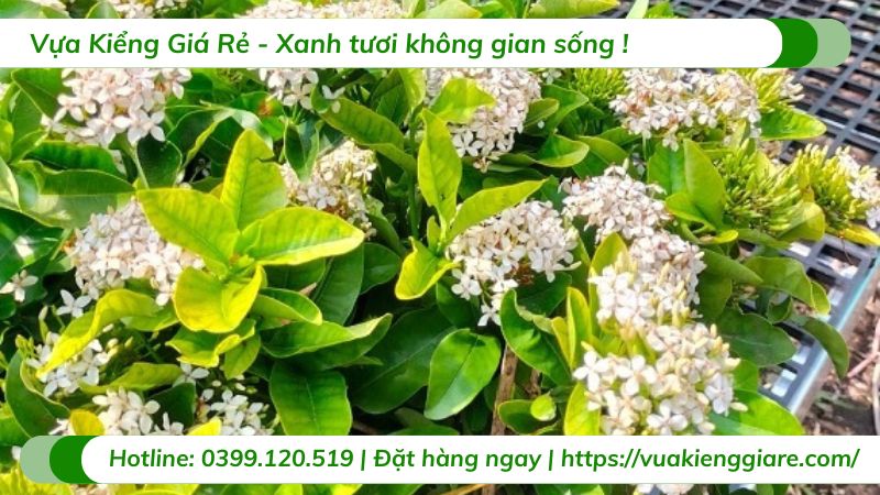 cây trang thái màu trắng